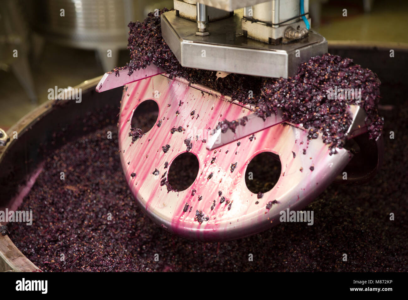 La frantumazione di uve rosse per il vino, Toscana, Italia Foto Stock