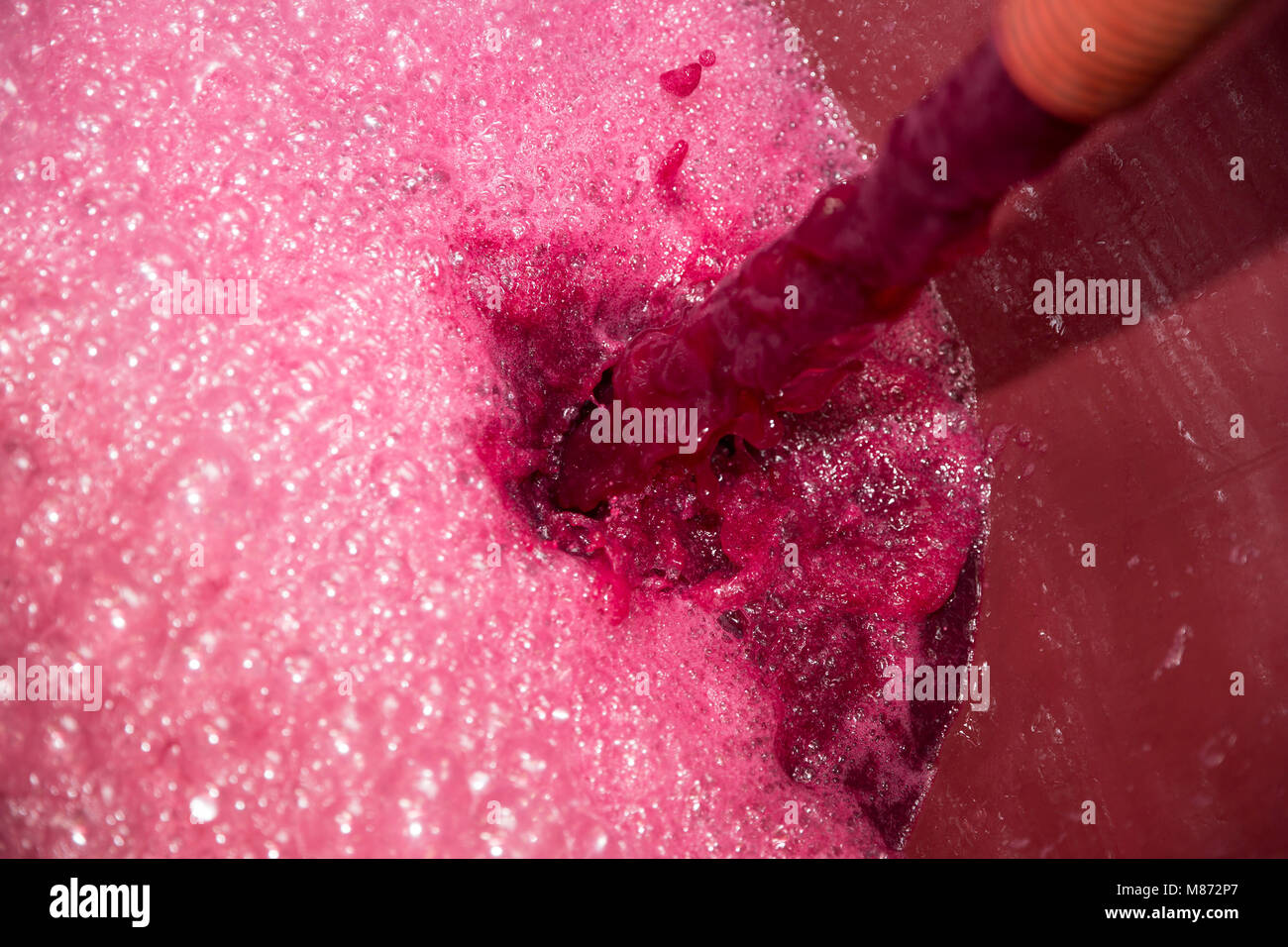 Uva rossa dal succo di uva schiacciata per il vino che viene versato in un cilindro, Toscana, Italia Foto Stock