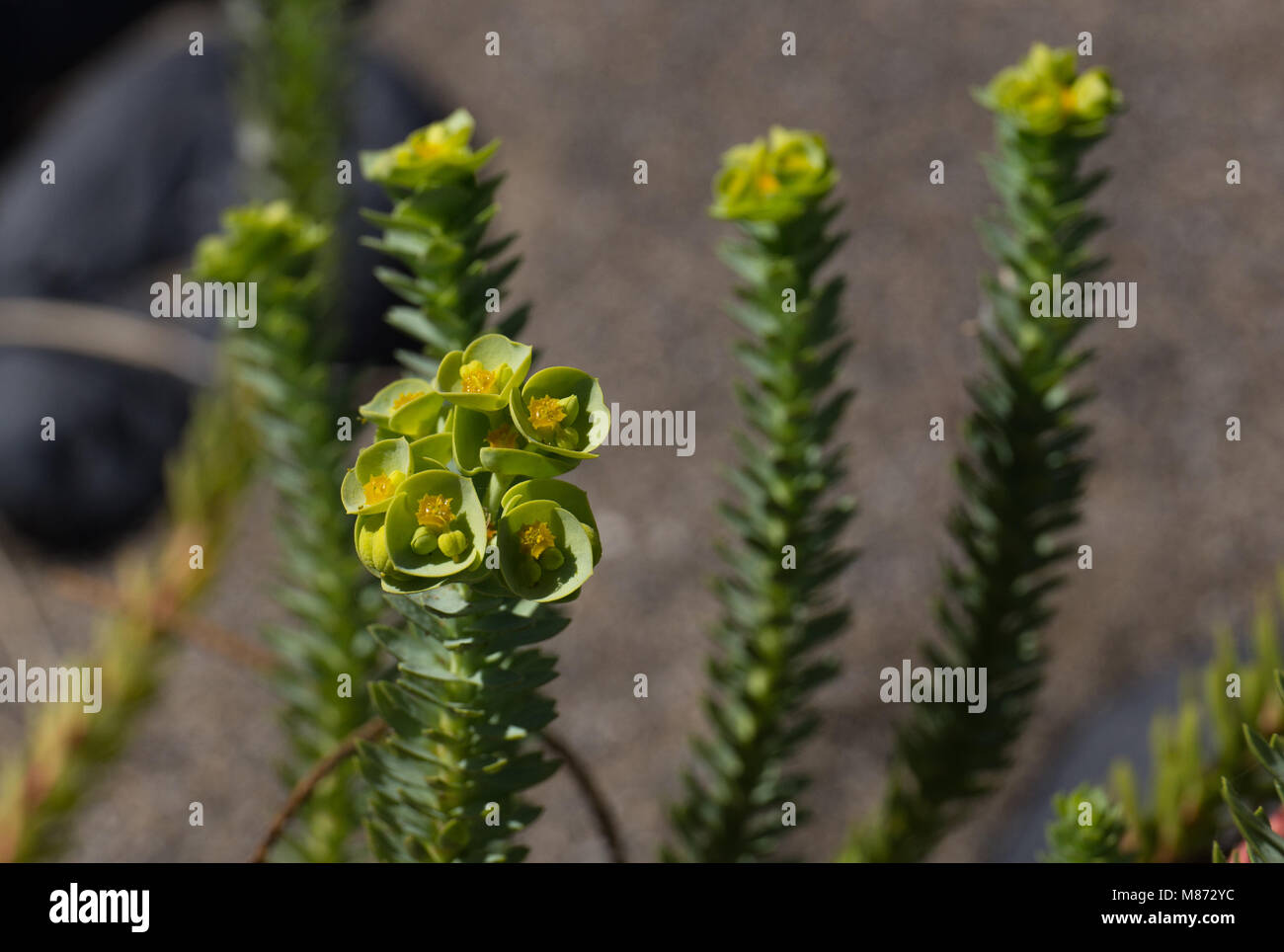 Mare, euforbia Euphorbia paralias, dettaglio di fiori, Lanzarote Foto Stock
