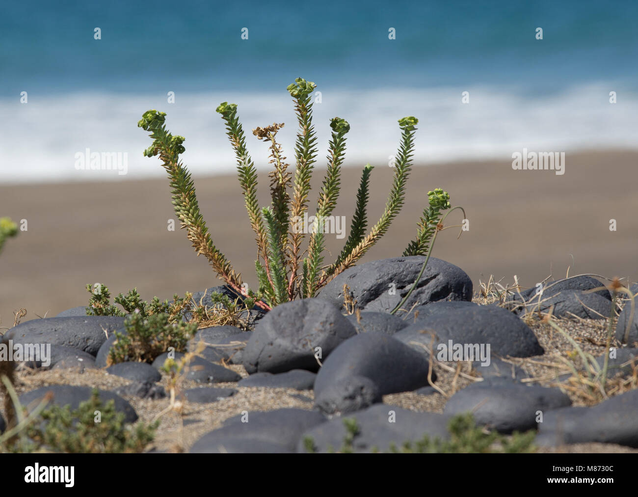 Mare, Euforbia Euphorbia paralias, pianta intera sulla sabbia, mare visibile Foto Stock