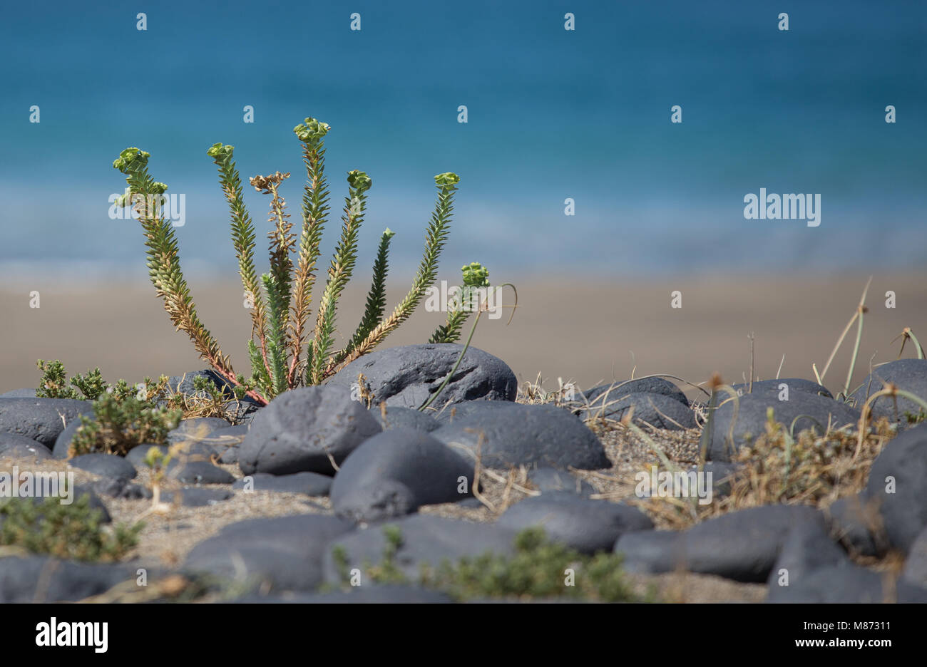 Mare, Euforbia Euphorbia paralias, pianta intera sulla sabbia, mare visibile Foto Stock