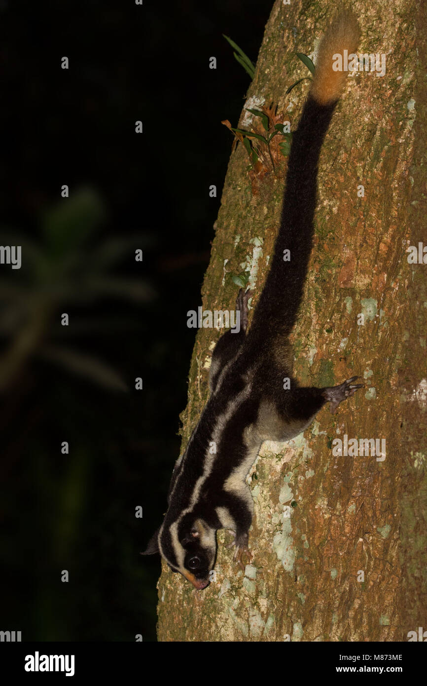 Tame re pappagalli possono essere trovati in molti parchi in Australia Foto Stock