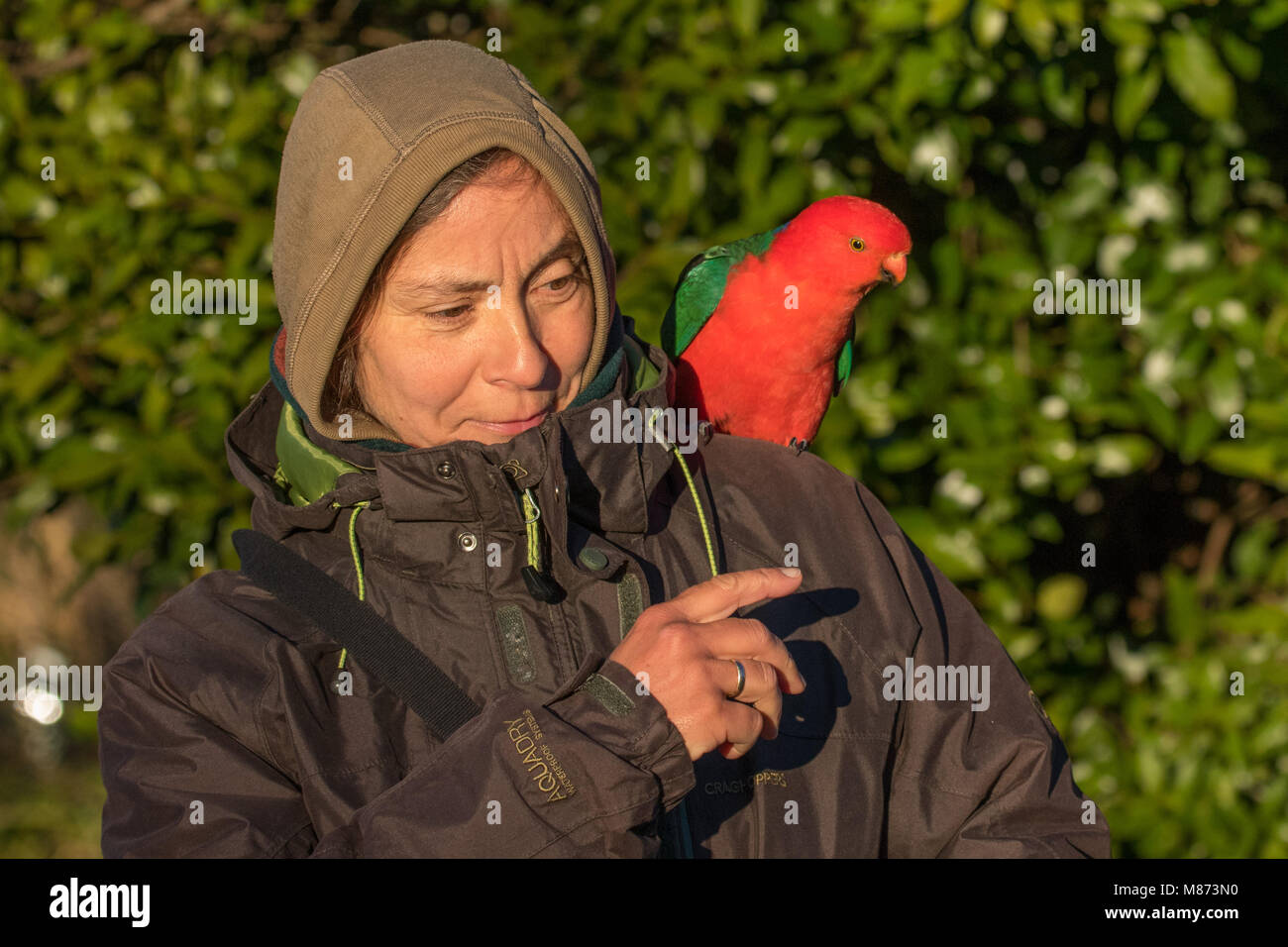 Tame re pappagalli possono essere trovati in molti parchi in Australia Foto Stock
