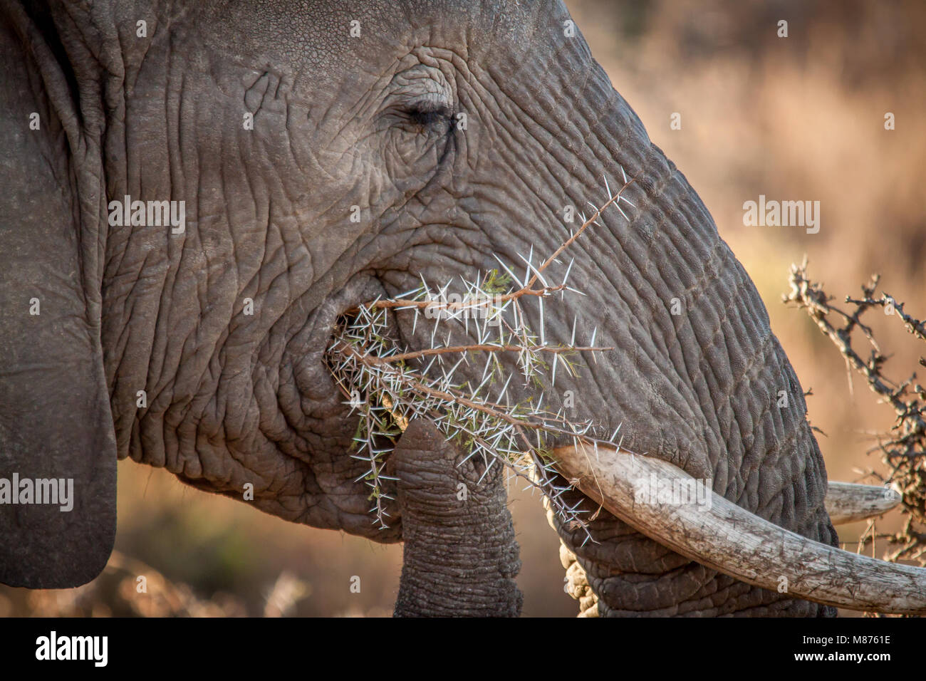 Il possente Elefante Foto Stock