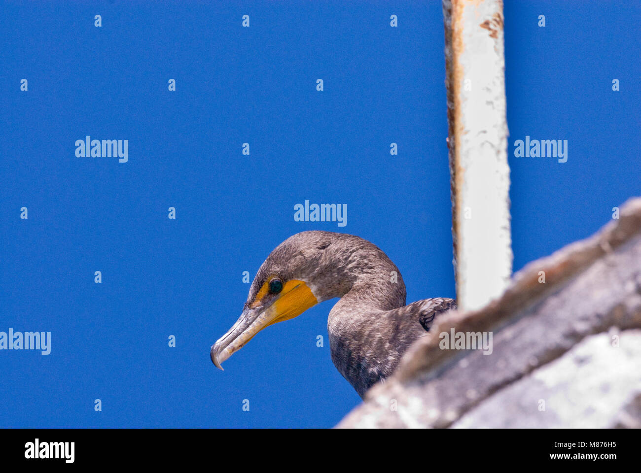 La testa di un cormorano uccello guardando giù dal faro tagliato fuori contro un chiaro cielo estivo blu, Celestun, Messico Foto Stock