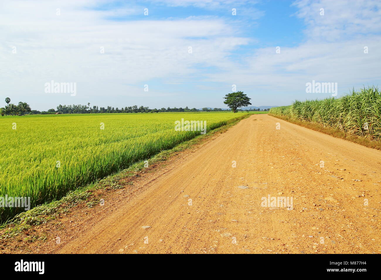 Country Road e albero verde e campo di riso con cielo blu sullo sfondo Foto Stock