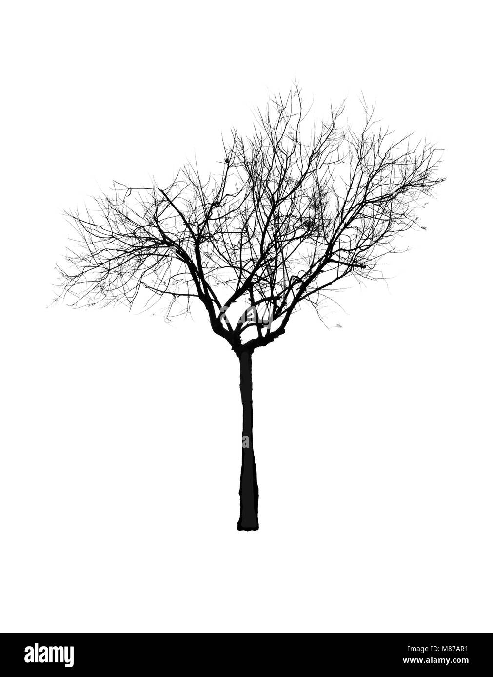 Silhouette ad albero isolato su bianco Foto Stock