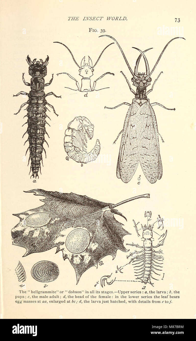 Entomologia economica per l'agricoltore. (1896) (20531560804) Foto Stock