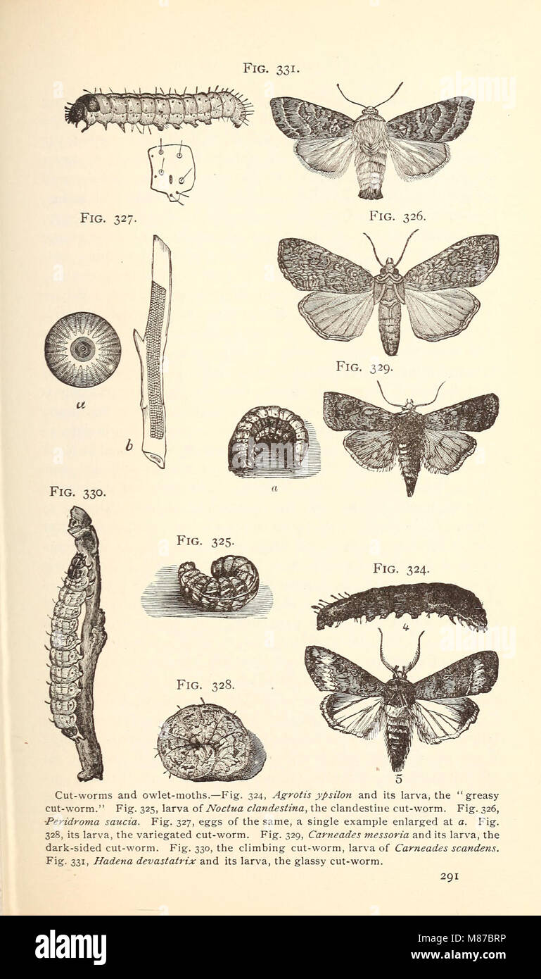Entomologia economica per l'agricoltore. (1896) (20531811754) Foto Stock