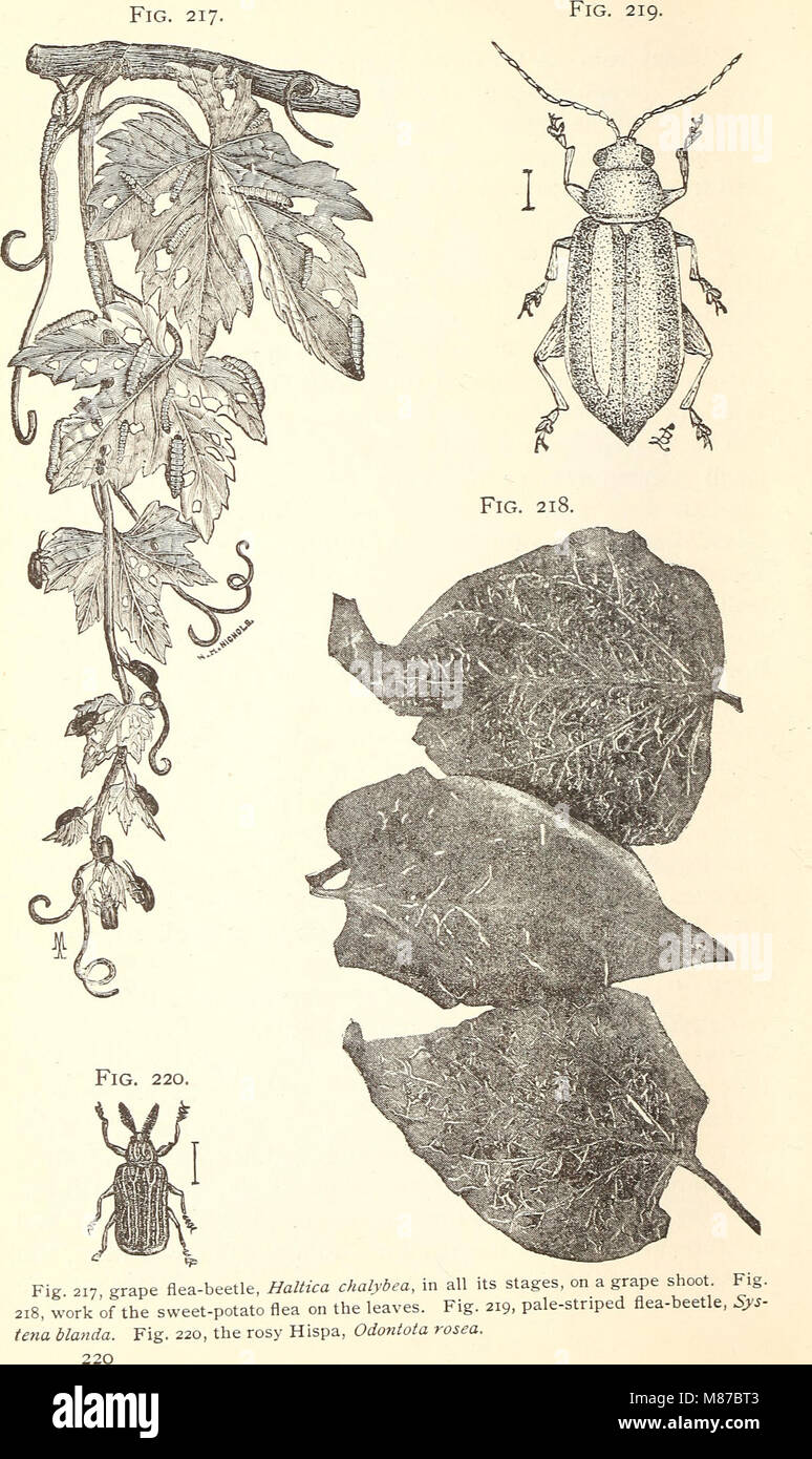 Entomologia economica per l'agricoltore. (1896) (20966254470) Foto Stock