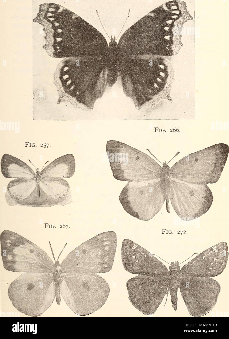 Entomologia economica per l'agricoltore. (1896) (20967623629) Foto Stock