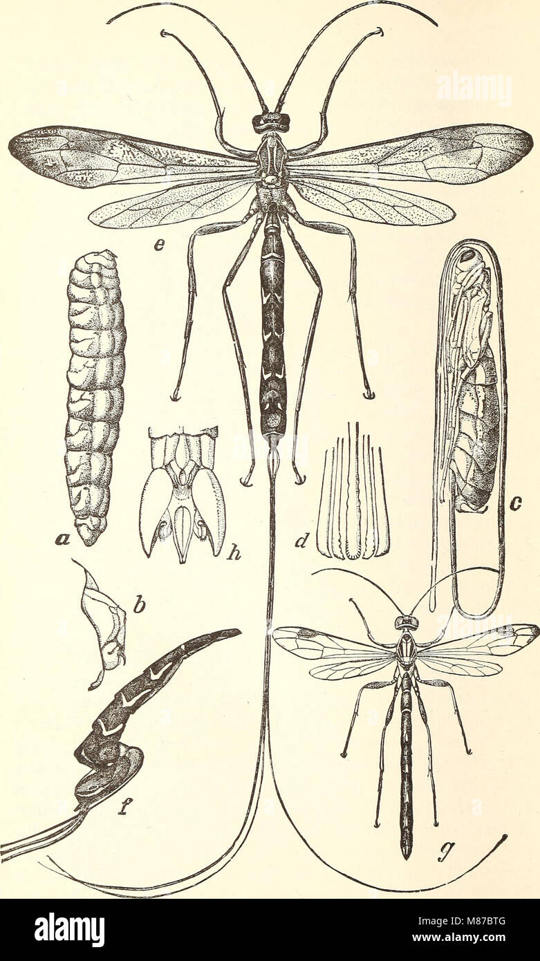Entomologia economica per l'agricoltore. (1896) (20967775919) Foto Stock