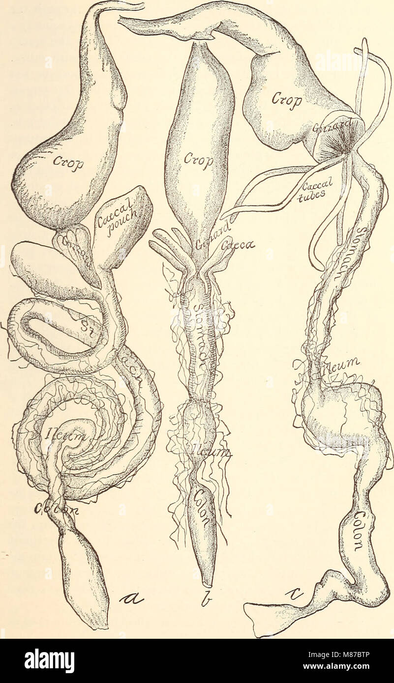 Entomologia economica per l'agricoltore. (1896) (21127965366) Foto Stock