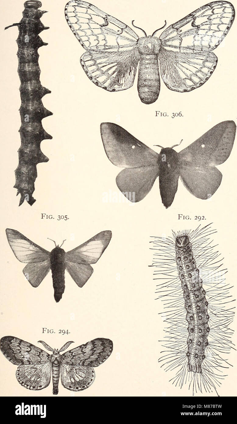 Entomologia economica per l'agricoltore. (1896) (21128222046) Foto Stock