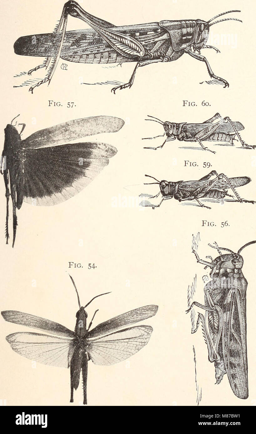 Entomologia economica per l'agricoltore. (1896) (21154255695) Foto Stock