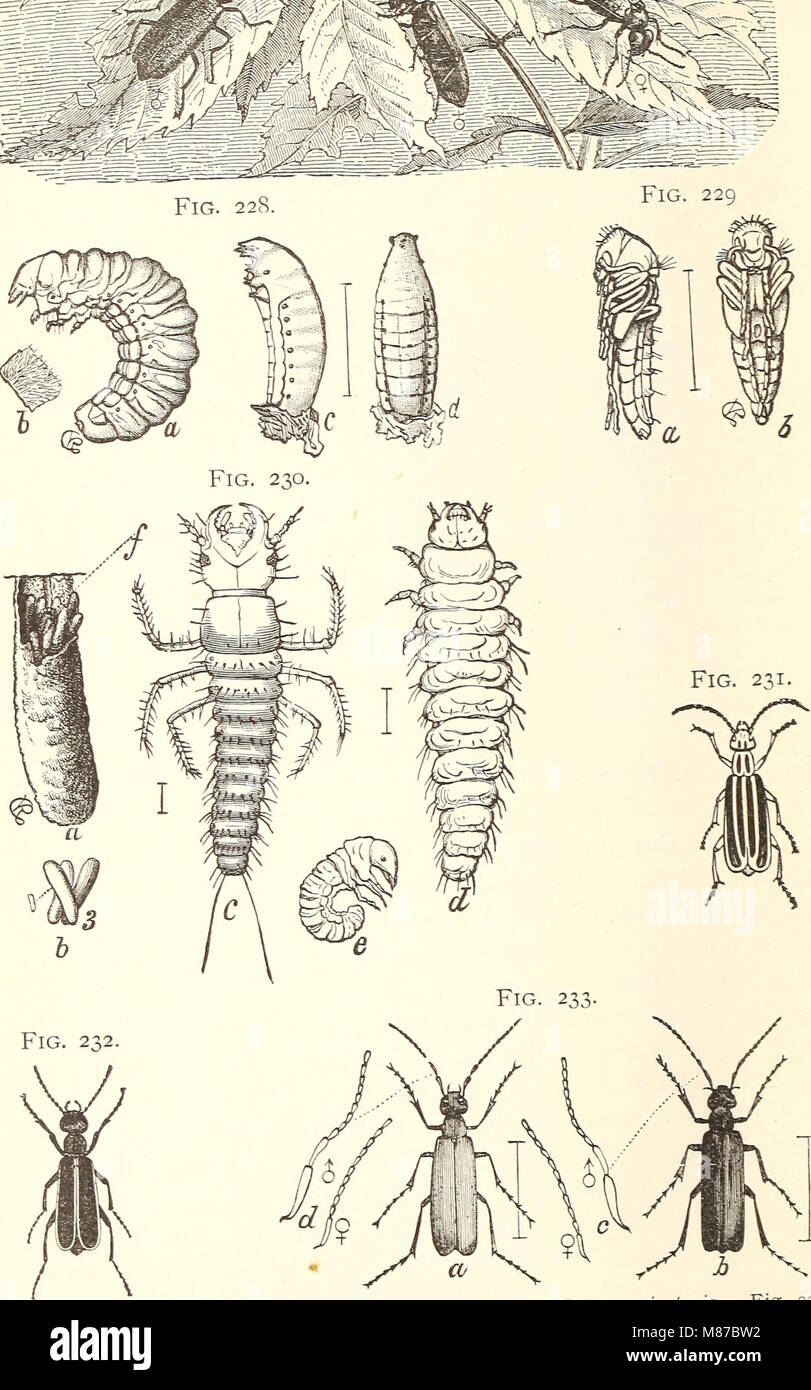 Entomologia economica per l'agricoltore. (1896) (21154412265) Foto Stock