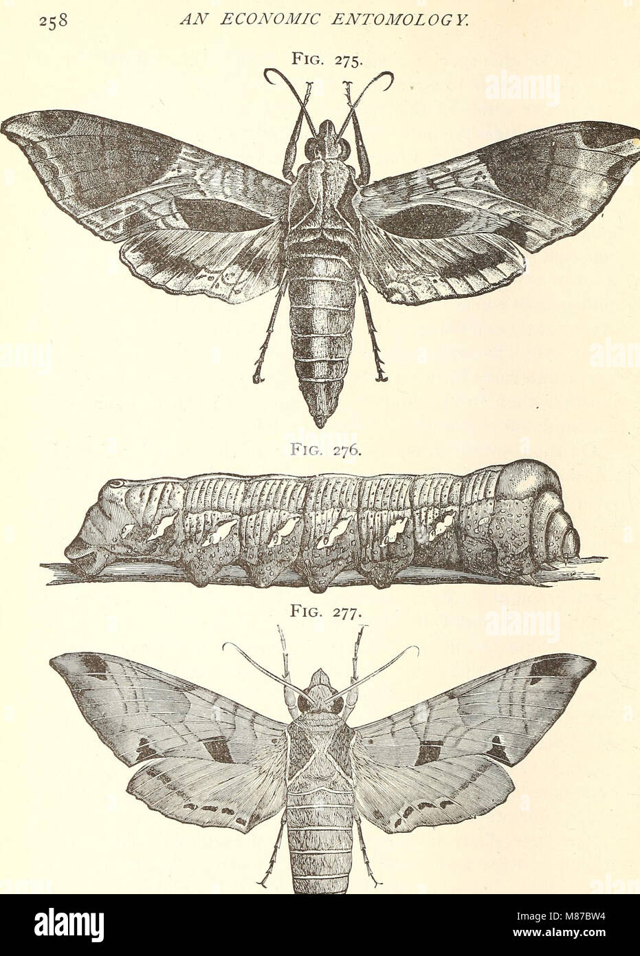 Entomologia economica per l'agricoltore. (1896) (21154451495) Foto Stock