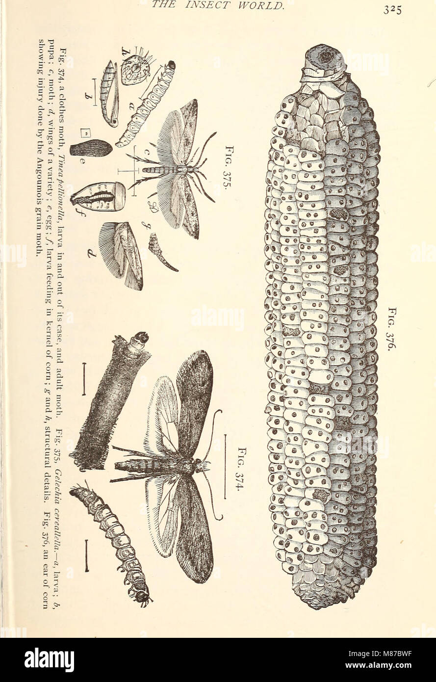 Entomologia economica per l'agricoltore. (1896) (21162323531) Foto Stock