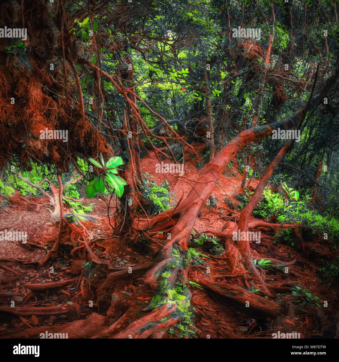 Misterioso paesaggio della foresta di nebbia. Inclinate tronco di albero e radici ricoperta da spessi muschio verde contro alto e steli di piante esotiche sullo sfondo. Foto Stock