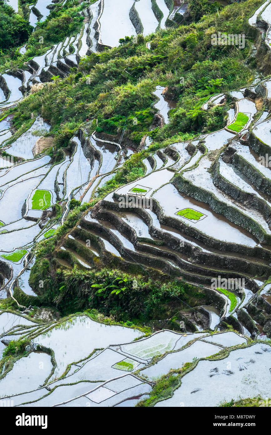 Incredibile texture astratta di terrazze di riso di campi con sky colorato riflesso nell'acqua. Ifugao provincia. Banaue, Filippine patrimonio UNESCO Foto Stock
