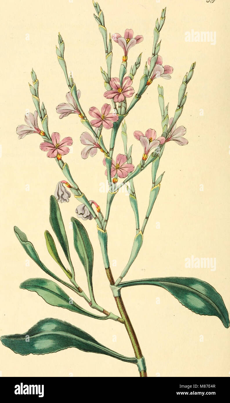 Edwards' Botanical Register, pubblicato dal 1829 al 1847, presenta descrizioni e illustrazioni dettagliate di piante ornamentali, fiori e arbusti. È una risorsa fondamentale per orticoltori e botanici, che presenta un'ampia varietà di specie vegetali adatte a giardini e giardini. Foto Stock