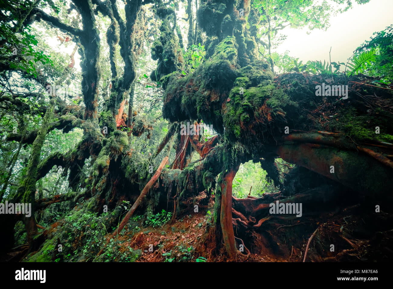 Misterioso paesaggio della foresta di nebbia. Inclinate tronco di albero e radici ricoperta da spessi muschio verde contro alto e steli di piante esotiche sullo sfondo. Foto Stock