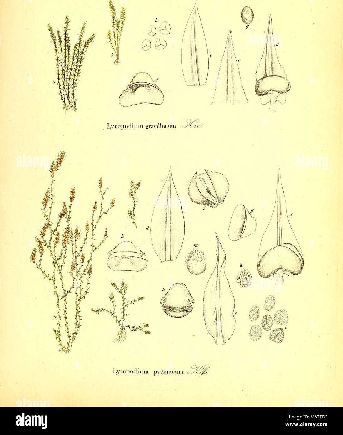 Die Farrnkräuter in kolorirten naturgetreu Abbildungen Erläutert und Beschrieben (1840) (20291449924) Foto Stock