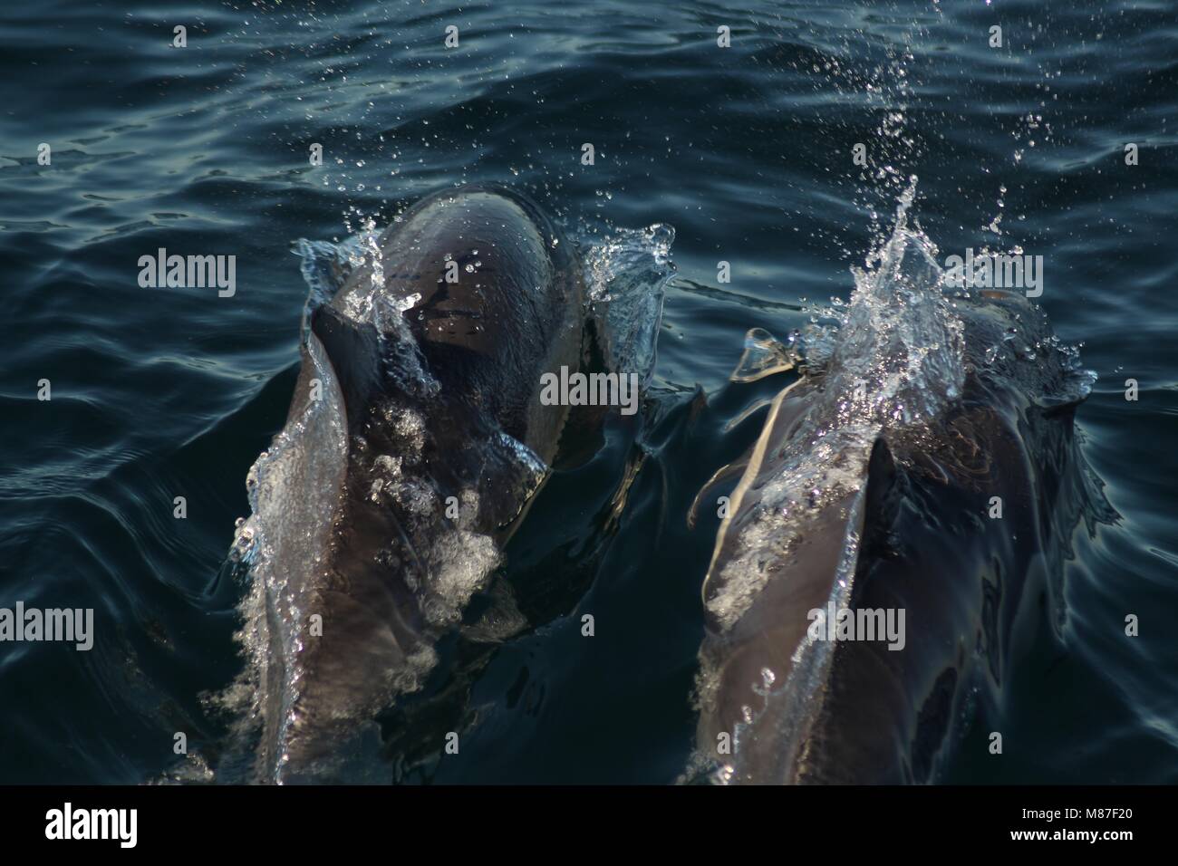 Una foto di comune i delfini nuotare lungo una barca Foto Stock