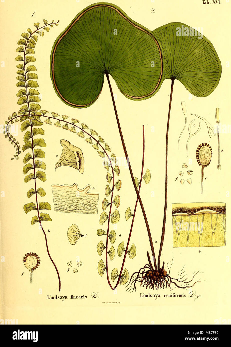 Die Farrnkräuter in kolorirten naturgetreu Abbildungen Erläutert und Beschrieben (1840) (20887596546) Foto Stock