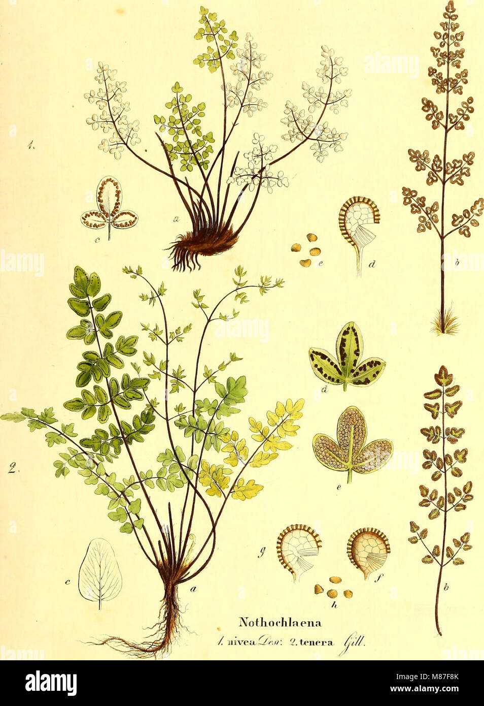 Die Farrnkräuter in kolorirten naturgetreu Abbildungen Erläutert und Beschrieben (1840) (20887608156) Foto Stock
