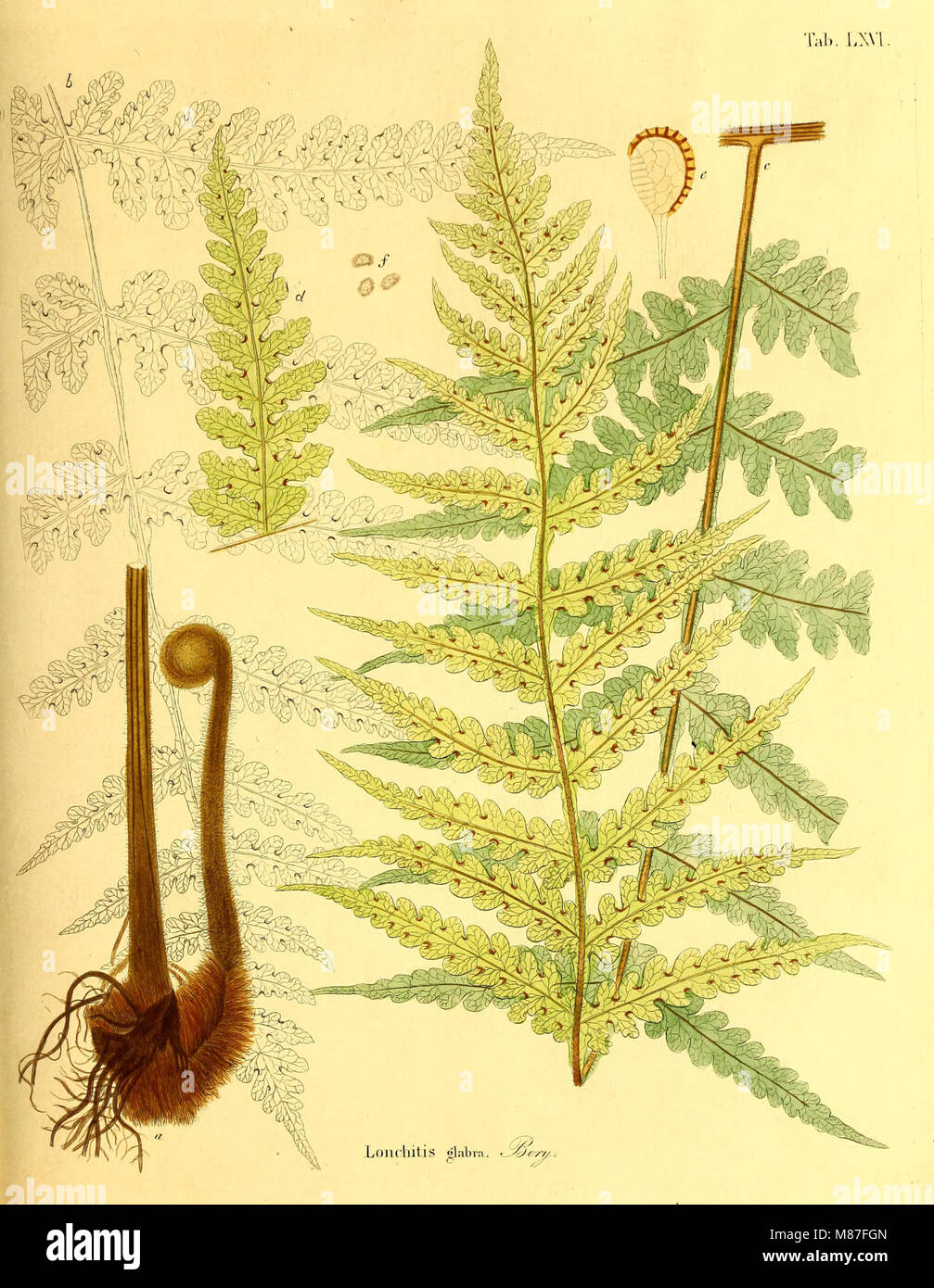 Die Farrnkräuter in kolorirten naturgetreu Abbildungen Erläutert und Beschrieben (1840) (20904249772) Foto Stock