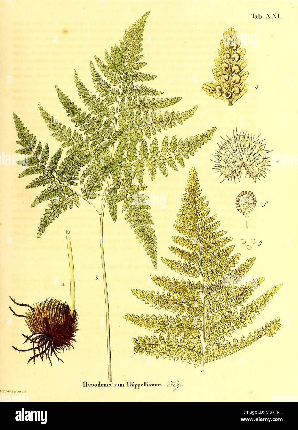 Die Farrnkräuter in kolorirten naturgetreu Abbildungen Erläutert und Beschrieben (1840) (20921209321) Foto Stock