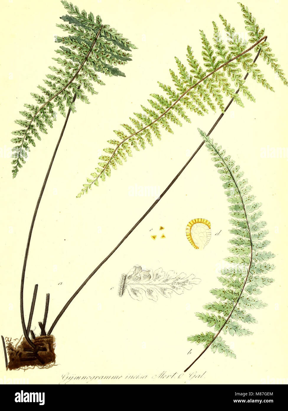 Die Farrnkräuter in kolorirten naturgetreu Abbildungen Erläutert und Beschrieben (1848) (14803860913) Foto Stock