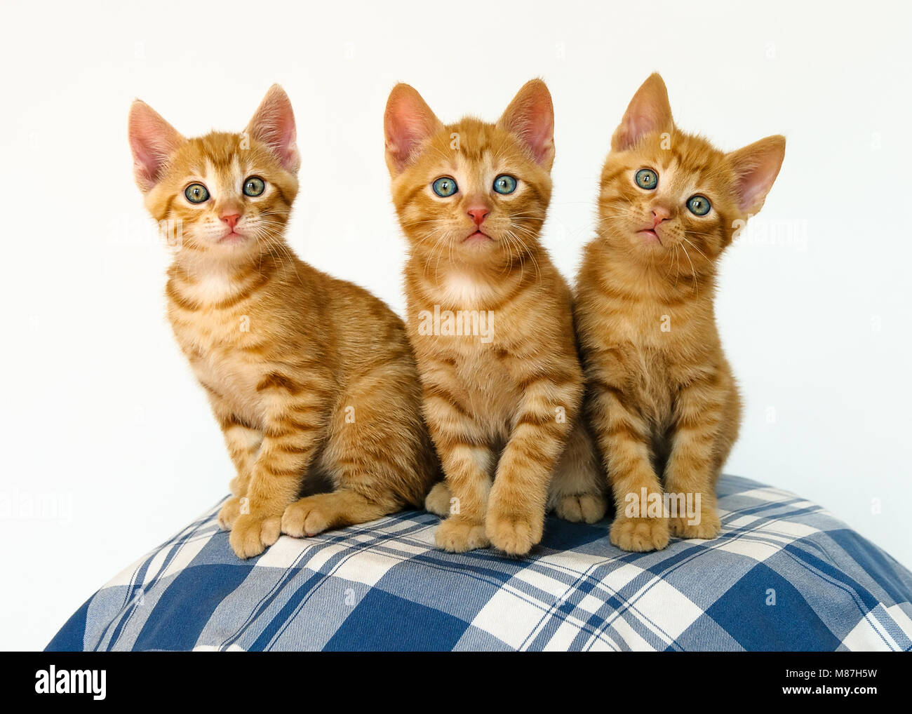 Tre carino piccolo gatto gattini con gli occhi blu, rosso sgombro tabby, European Shorthair, migliori amici seduti vicino insieme, sfondo bianco. Foto Stock