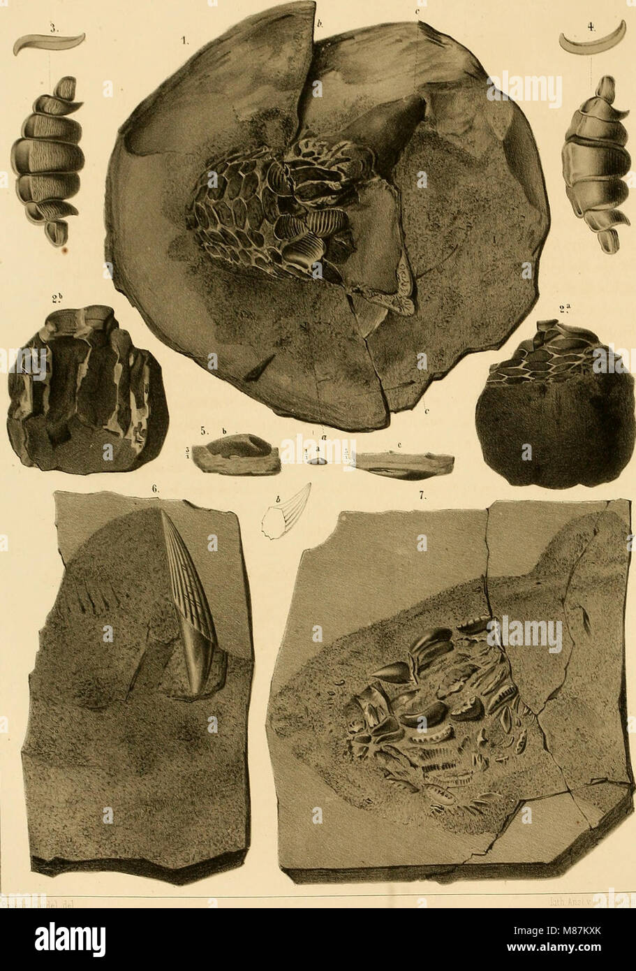 Dyas oder die Zechsteinformation und das Rothliegende (1861) (21090284246) Foto Stock