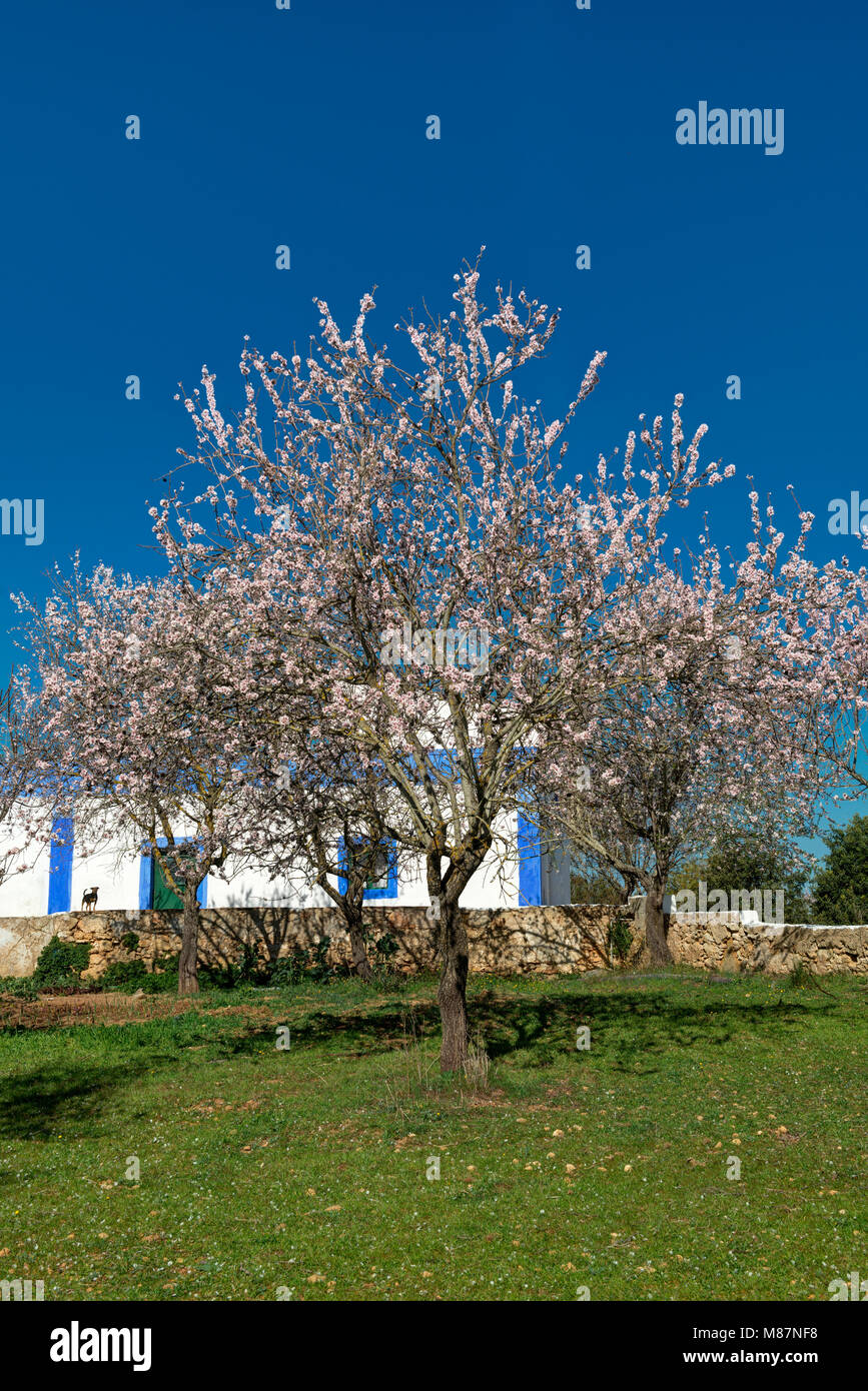 Mandorli in fiore e da un rustico, Algarve, Portogallo, Foto Stock