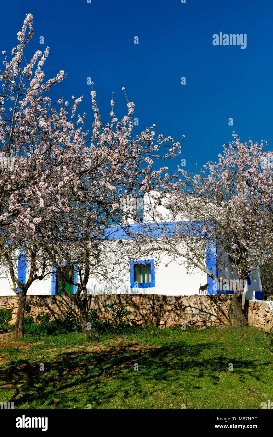 Mandorli in fiore e da un rustico, Algarve, Portogallo, Foto Stock