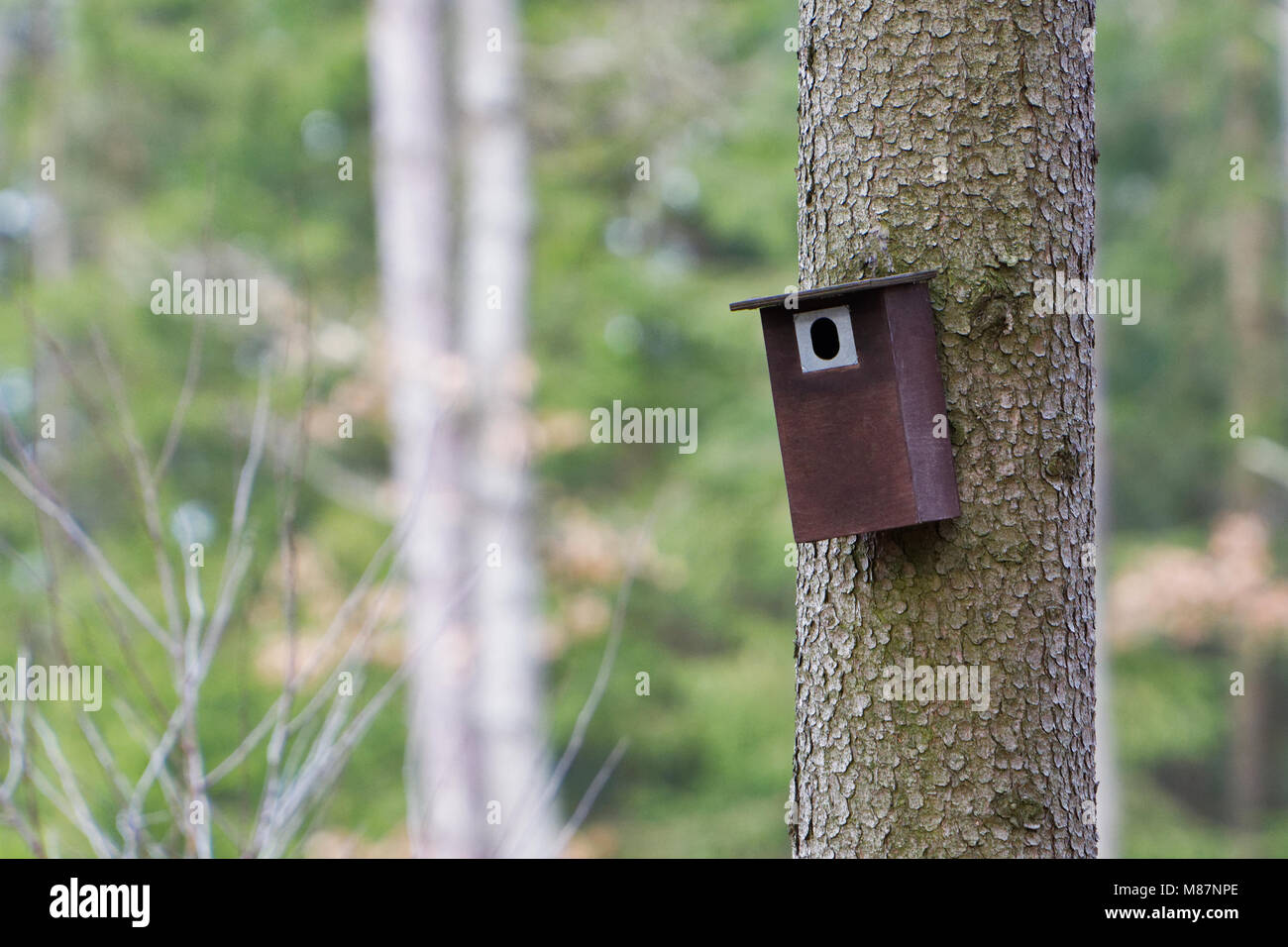 Lo stand di uccello appeso su un albero. La molla a casa per uccelli nidificanti Foto Stock