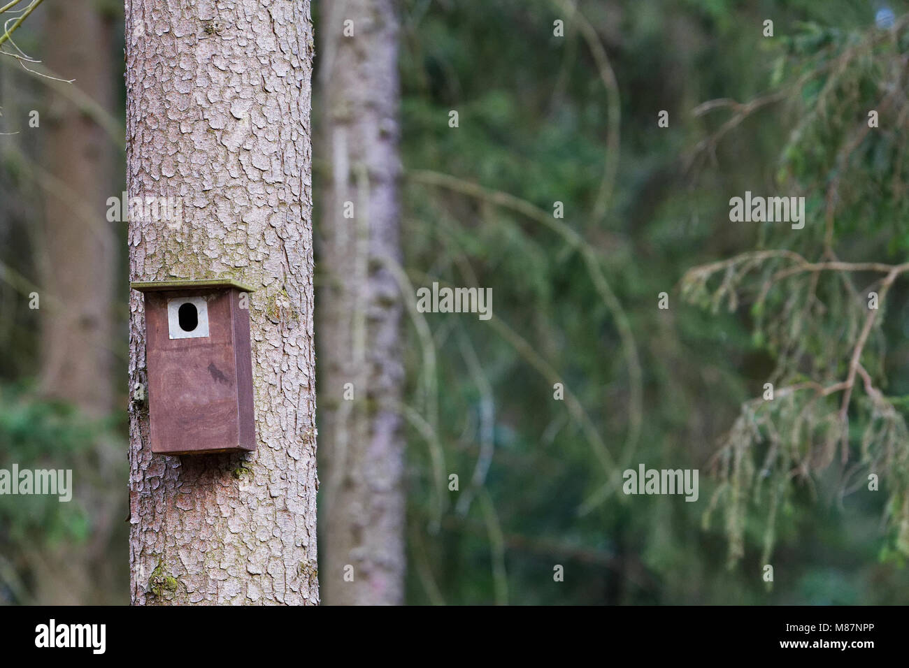 Lo stand di uccello appeso su un albero. La molla a casa per uccelli nidificanti Foto Stock