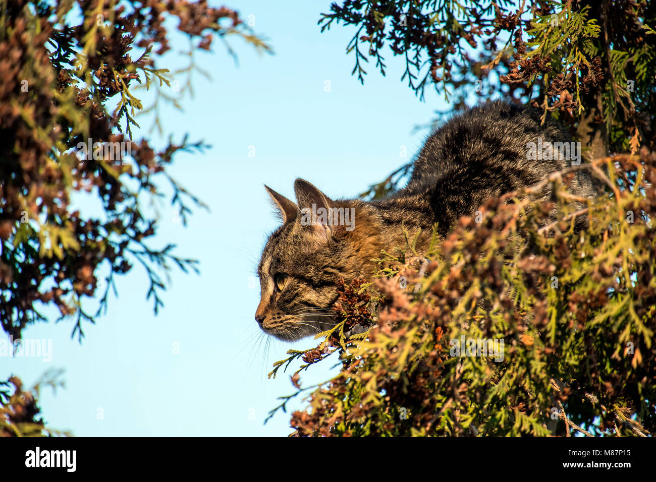 Tabby cat seduto su un albero e guardare l'uccello Foto Stock