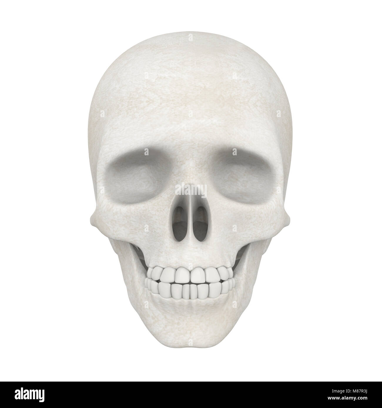 Cranio umano isolato Foto Stock