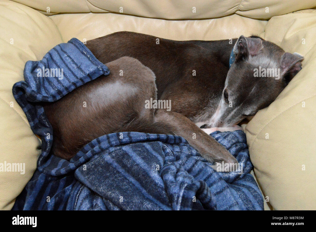 Stanco cane avvolto a ricciolo in sedia con coperta Foto Stock