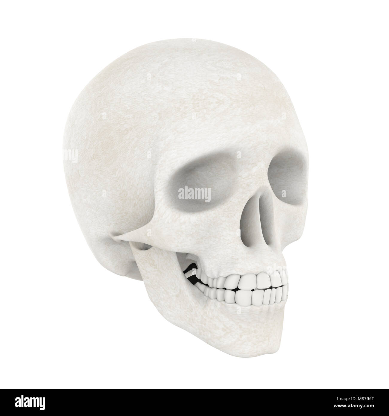 Cranio umano isolato Foto Stock