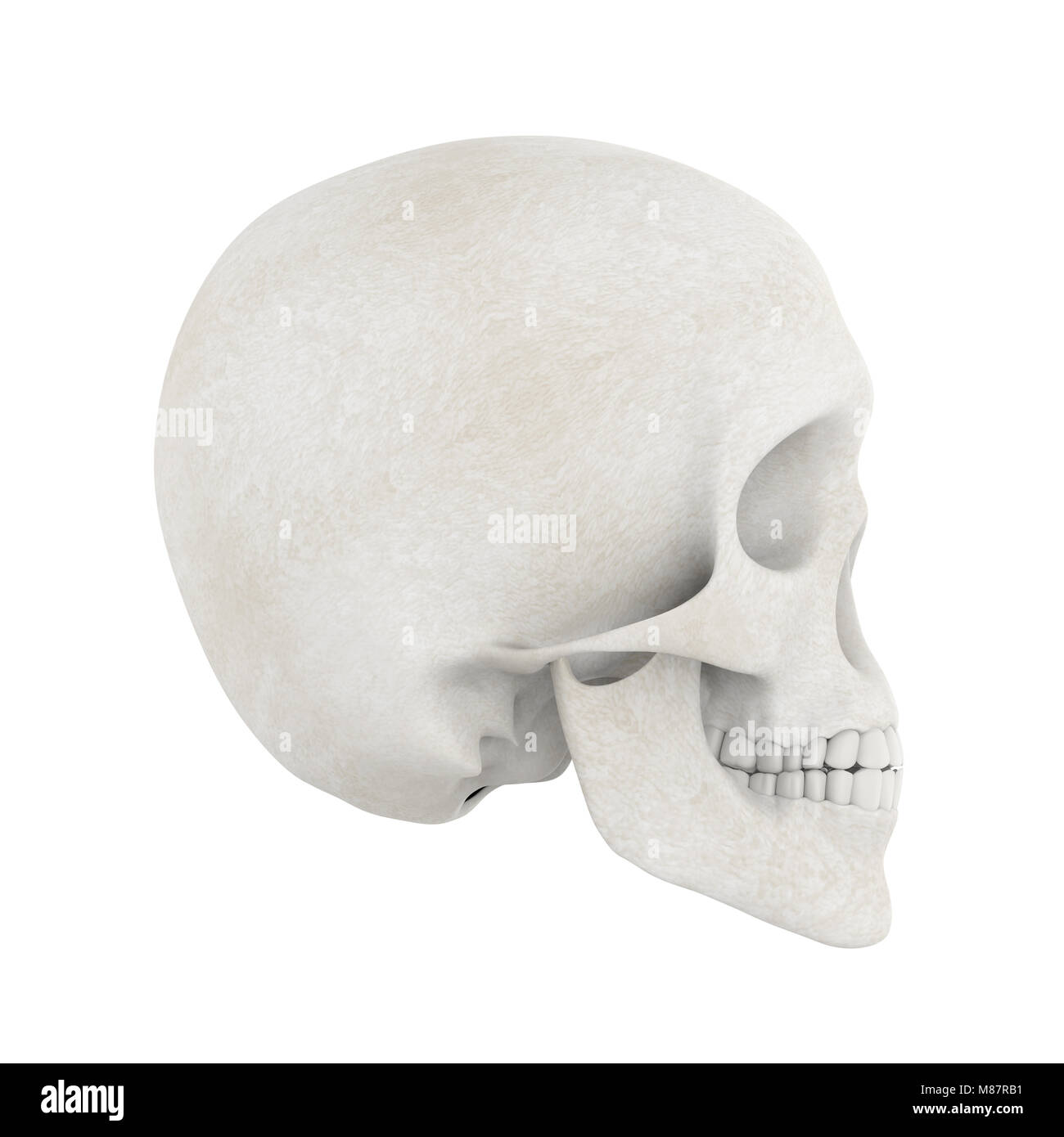 Cranio umano isolato Foto Stock