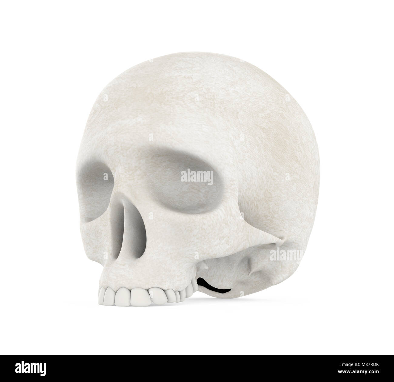 Cranio umano isolato Foto Stock