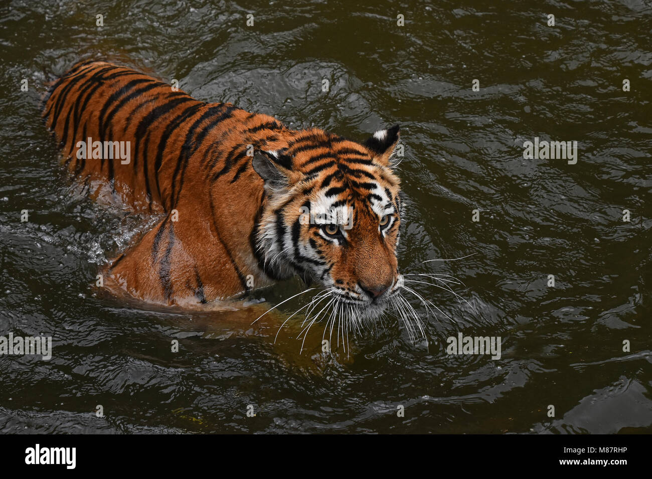 Siberian tigre di Amur nuotare in acqua Foto Stock