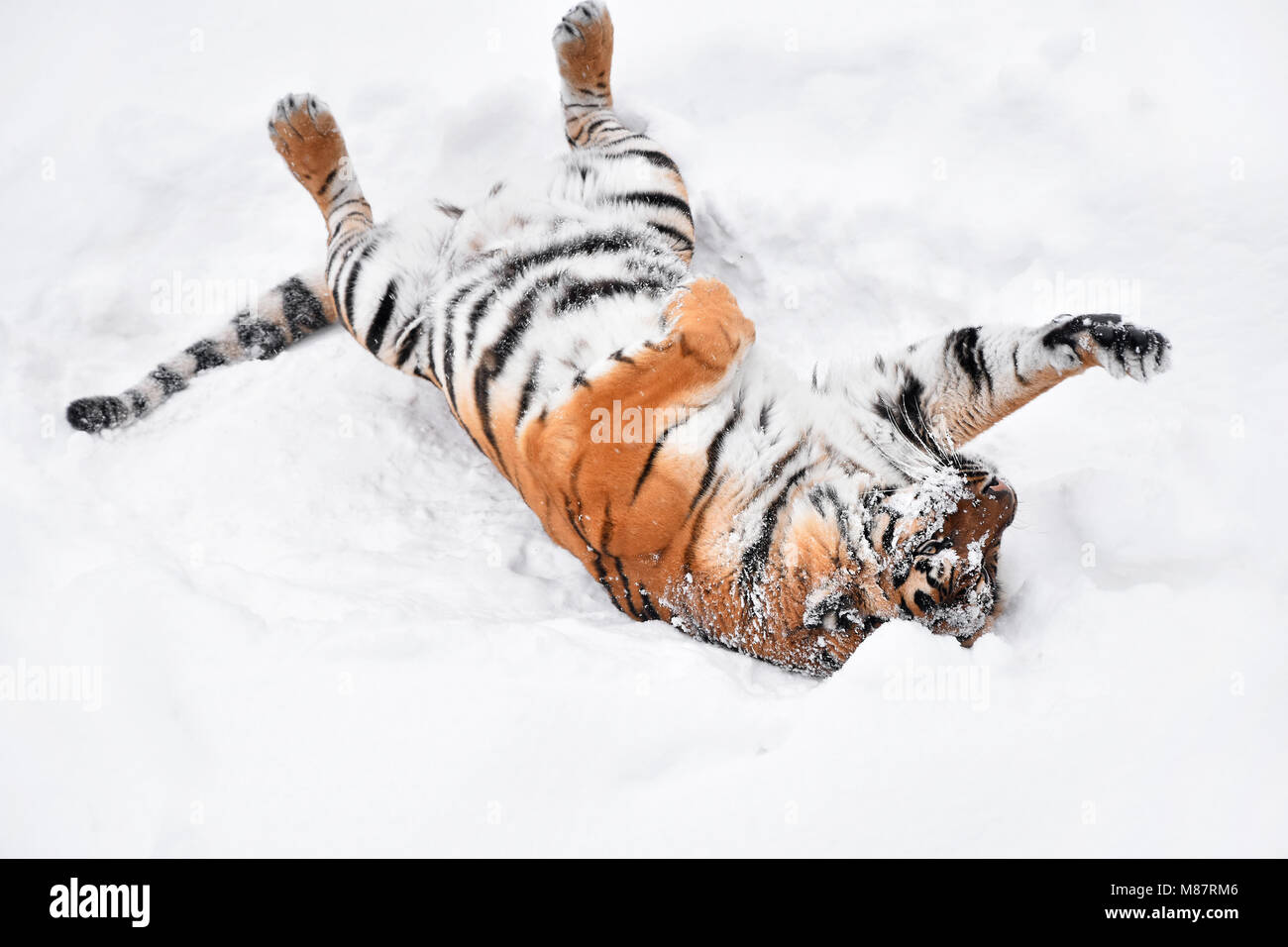 Una giovane femmina (Amur Siberian) tiger giocando e laminazione in fresca neve bianca soleggiata giornata invernale a piena lunghezza ad alto angolo di visione Foto Stock