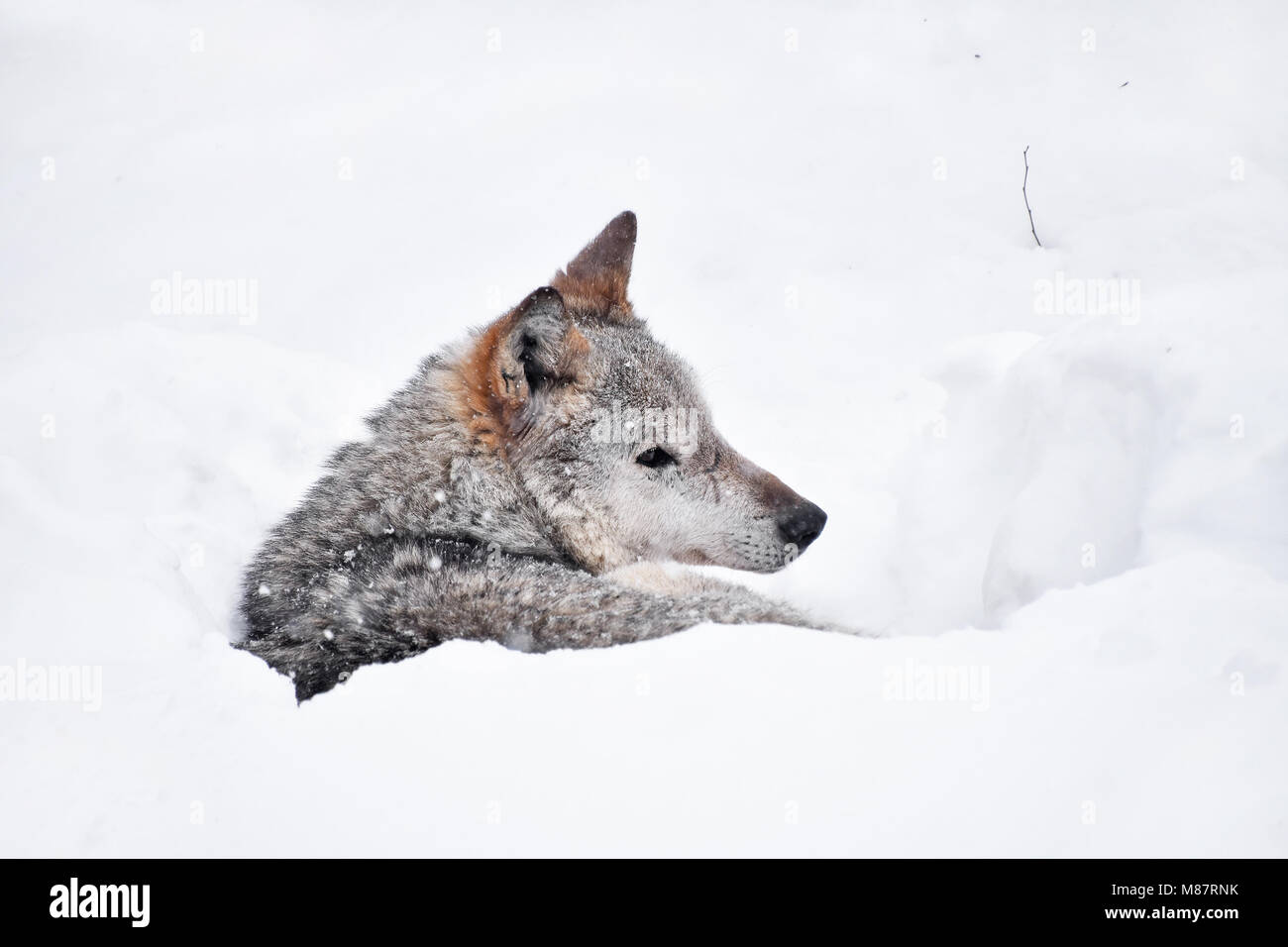 Close up ritratto di profilo di un lupo grigio in appoggio nella neve profonda inverno den lair e guardando lontano, basso angolo vista laterale Foto Stock