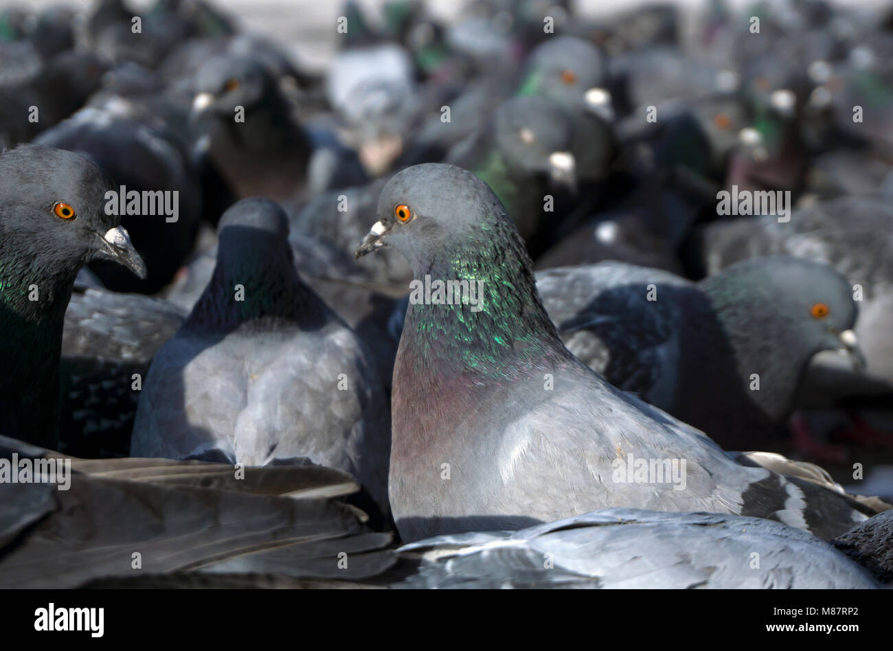 Vista di un branco di piccioni attraverso gli occhi di uno di essi; uccelli guardare in una direzione, concentrarsi sulla più vicina Pigeon. Foto Stock