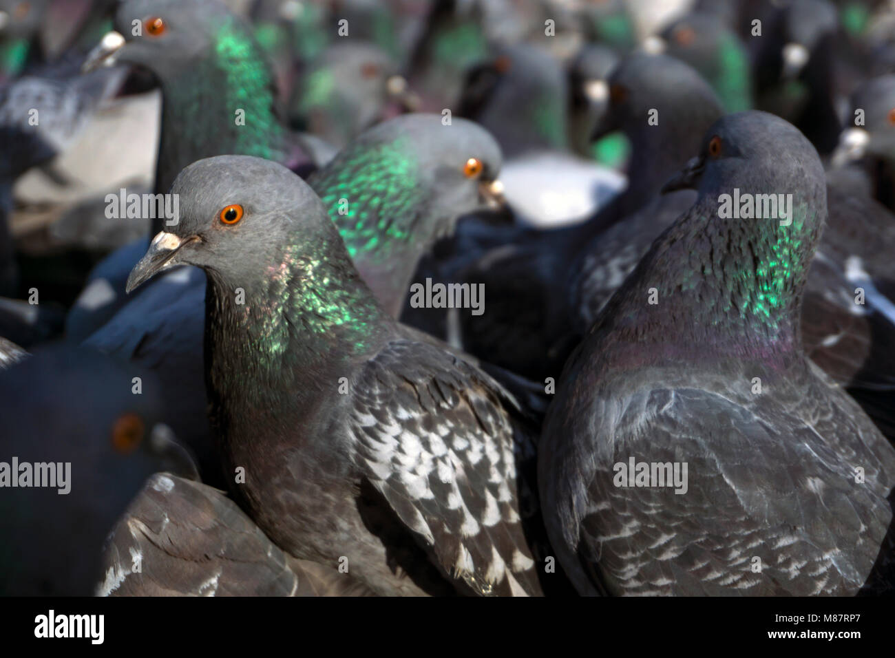 Vista di un branco di piccioni attraverso gli occhi di uno di essi; uccelli guardare in una direzione, concentrarsi sulla più vicina Pigeon. Foto Stock